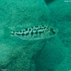 Tyrannochromis nigriventer