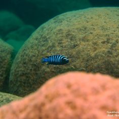 Cynotilapia zebroides