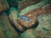 Cynotilapia sp. 'lion' Cape Kaiser (samice)