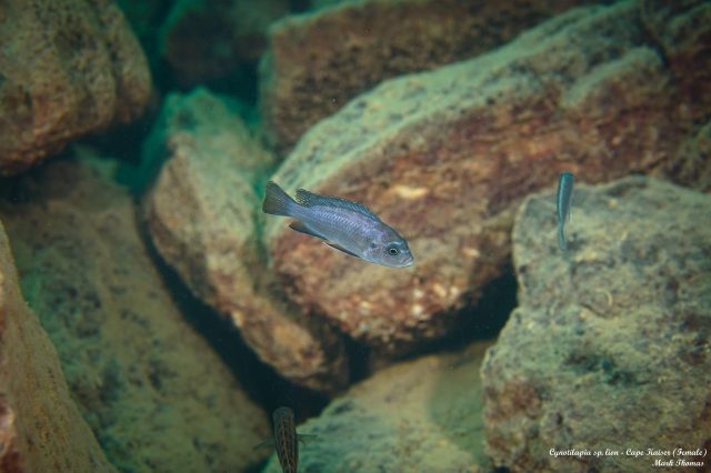 Cynotilapia sp. 'lion' Cape Kaiser (samice)