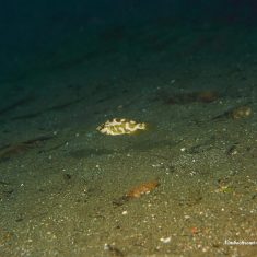 Nimbochromis livingstonii