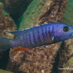 Stigmatochromis modestus
