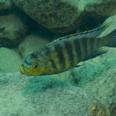 Petrotilapia sp. ‚yellow chin‘