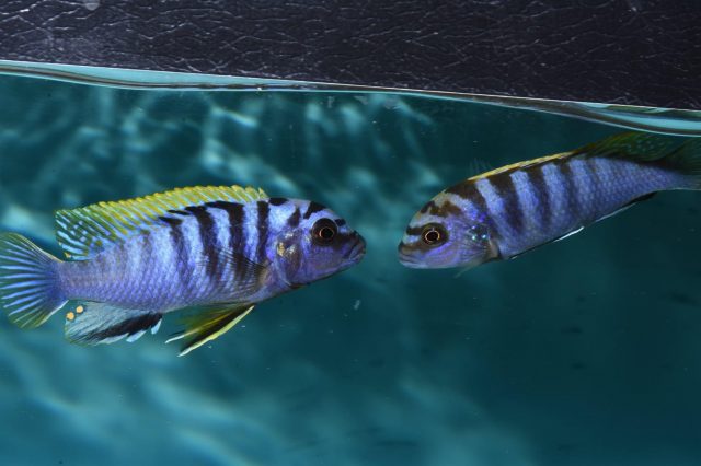Pseudotropheus sp. 'perspicax tanzania'