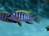 Pseudotropheus sp. 'perspicax tanzania'