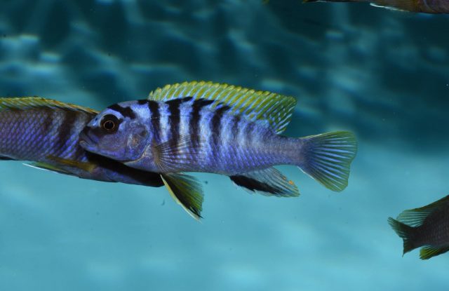 Pseudotropheus sp. 'perspicax tanzania'