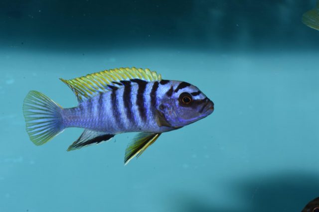 Pseudotropheus sp. 'perspicax tanzania'