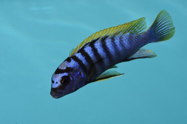 Pseudotropheus sp. 'perspicax tanzania'