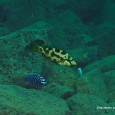 Nimbochromis livingstonii