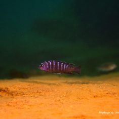 Tropheops sp. ‚elongatus‘