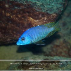 Mylochromis sp. ‚mollis likoma‘