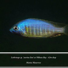 Lethrinops sp. ‚auritus‘