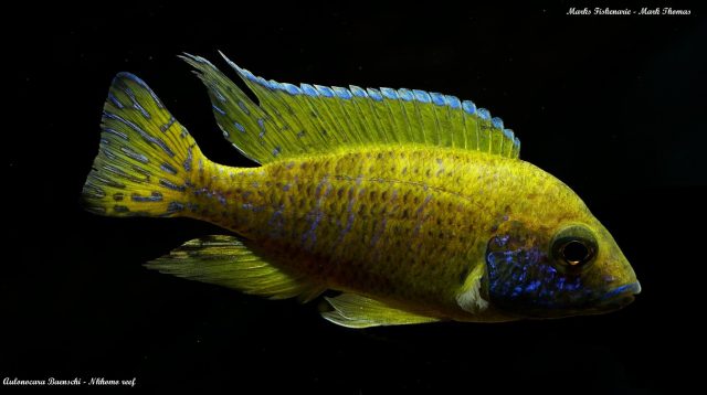 Aulonocara baenschi Nkhomo Reef  (samec)