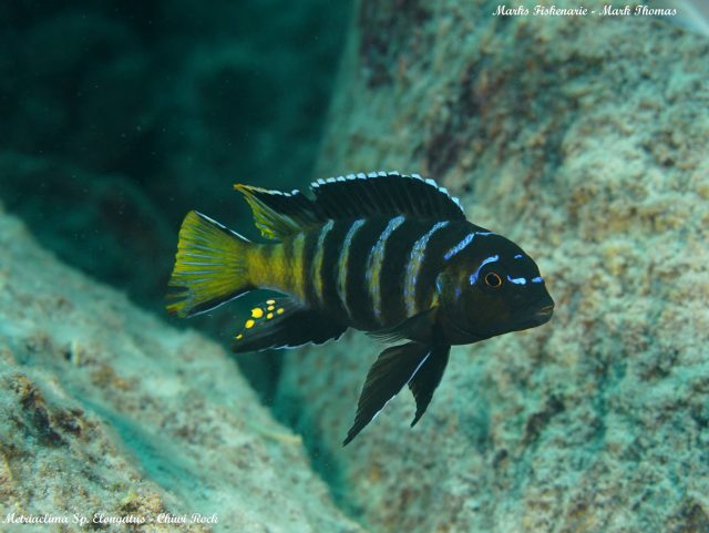 Metriaclima sp. 'elongatus goldbar' (samec)