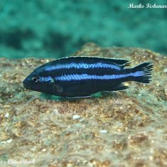 Melanochromis loriae