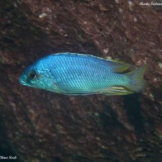 Otopharynx heterodon