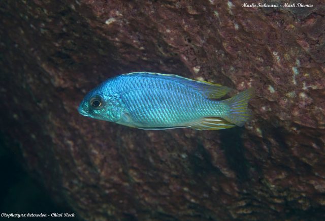 Otopharynx heterodon