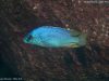 Otopharynx heterodon