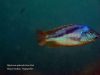 Mylochromis epichorialis Gome Rock