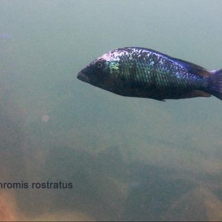 Fossorochromis rostratus
