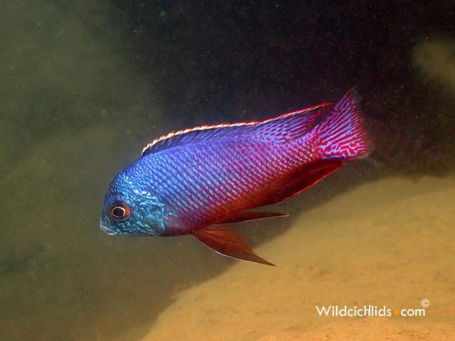 Protomelas taeniolatus