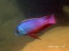 Protomelas taeniolatus