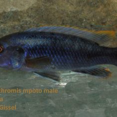 Melanochromis mpoto
