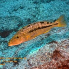 Tyrannochromis macrostoma