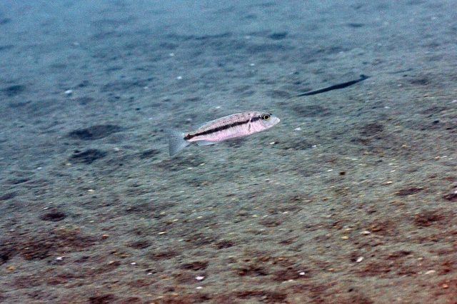Taeniochromis holotaenia