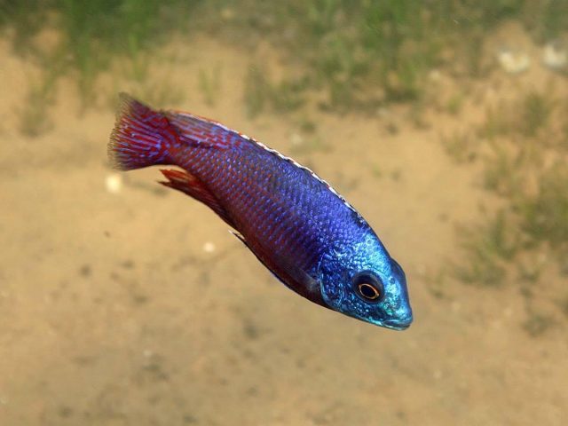 Protomelas taeniolatus (samec)
