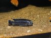 Pseudotropheus interruptus (samec)