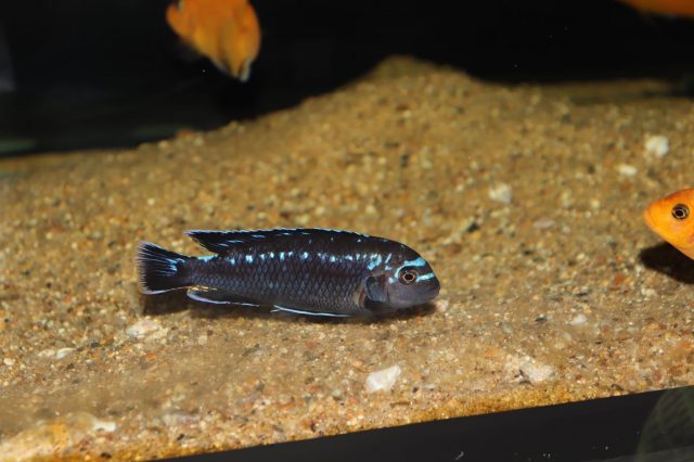Pseudotropheus interruptus (samec)