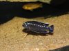 Pseudotropheus interruptus (samec)