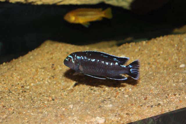 Pseudotropheus interruptus (samec)