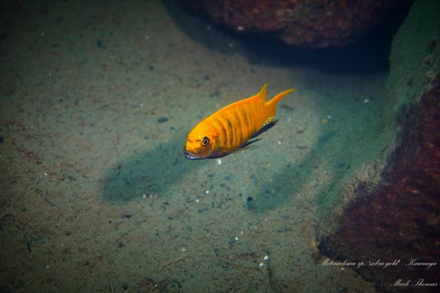 Metriaclima sp. ‘zebra gold’ Kawanga (samec)