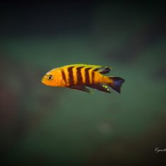 Cynotilapia sp. ‚lion‘