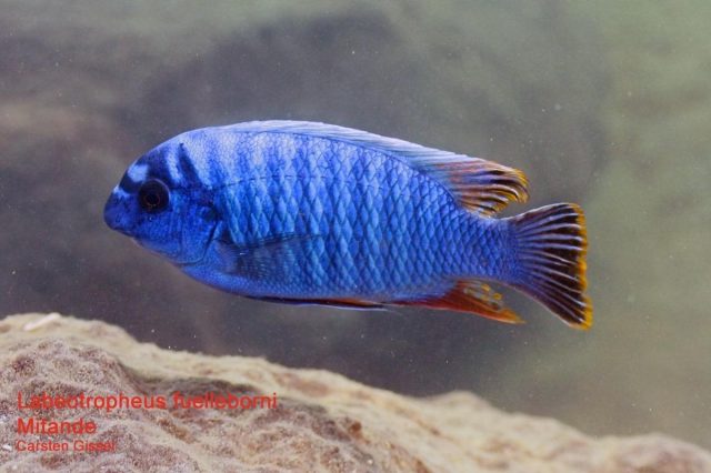 Labeotropheus artatorostris Mitande (samec)