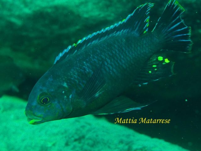 Petrotilapia sp. &#8218;fuscous&#8216;