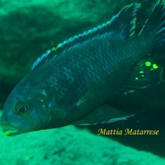 Petrotilapia sp. ‚fuscous‘