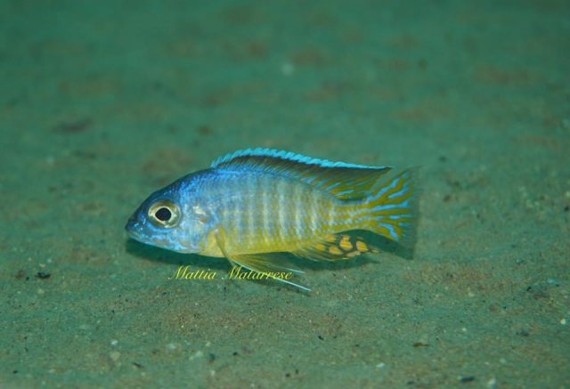 Aulonocara hueseri
