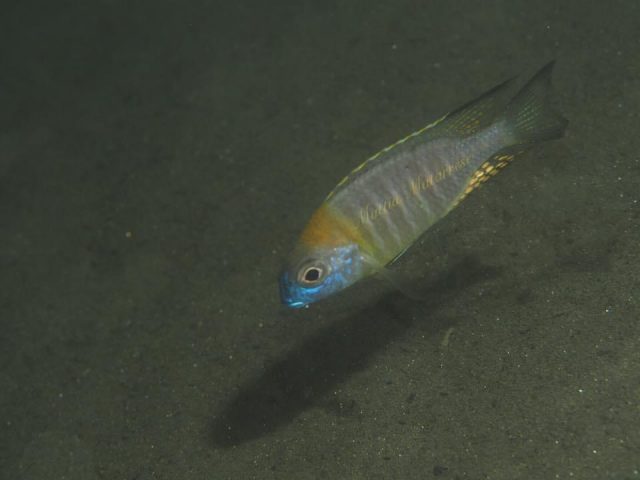 Lethrinops sp. &#8218;nyassae&#8216;