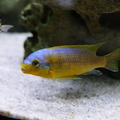 Petrotilapia flaviventris