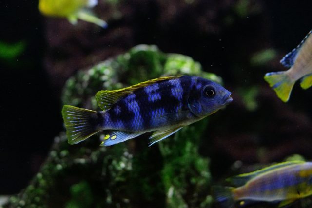 Petrotilapia sp. 'chitimba' (samec)