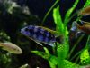 Petrotilapia sp. 'chitimba' (samec)
