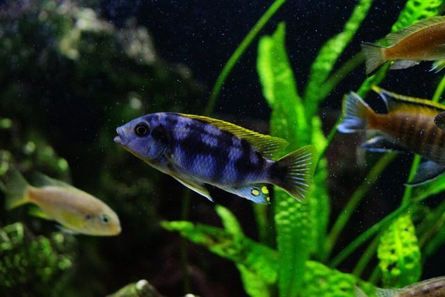 Petrotilapia sp. 'chitimba' (samec)