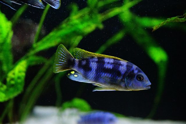 Petrotilapia sp. 'chitimba' (samec)