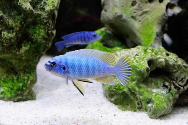 Labeotropheus fuelleborni (19)