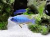Labeotropheus fuelleborni (19)