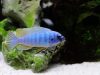 Labeotropheus fuelleborni Membe Island