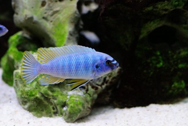 Labeotropheus fuelleborni Membe Island